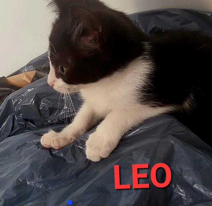 Leo